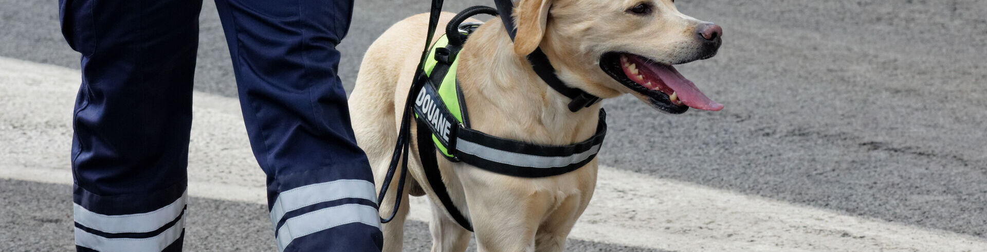 Douanier maître-chien. Devenir agent cynophile de la douane