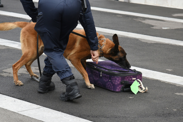 Qu’est-ce qu’un Douanier Matre-Chien